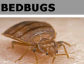 Bedbug