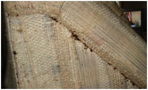 Bed Bugs congregate